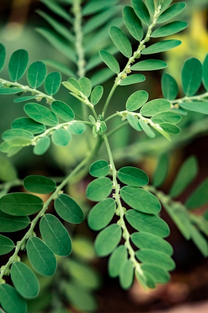 Photo close-up of green leaves on plant