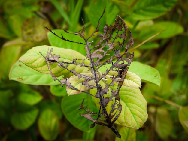 Photo close-up of green leaves on plant