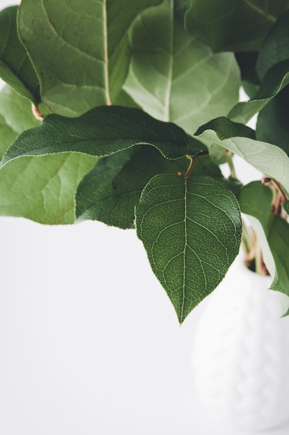 Photo close-up of green leaves on plant