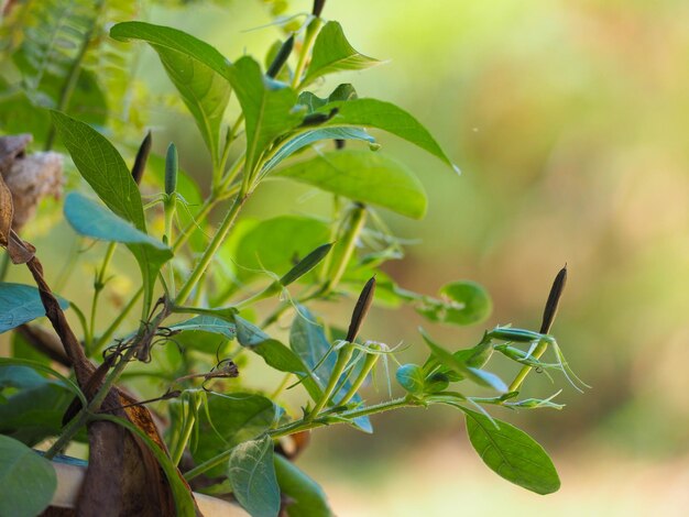 植物の緑の葉のクローズアップ