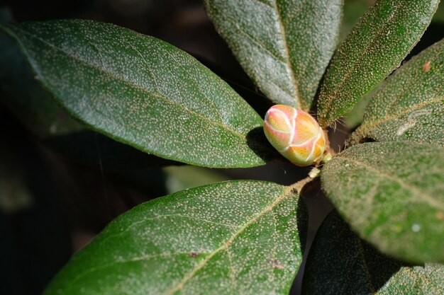 Photo close-up of green leaves on plant