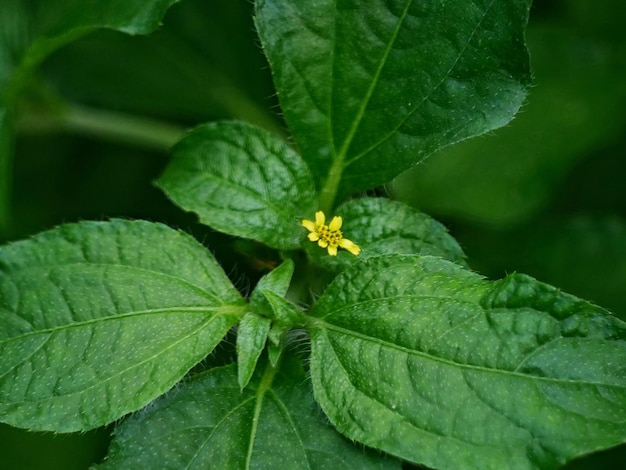 Close-up of green leaves on plant