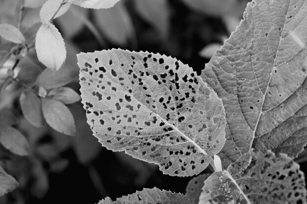 Photo close-up of green leaves on plant