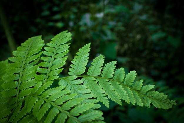 Close-up of green leaves on plant