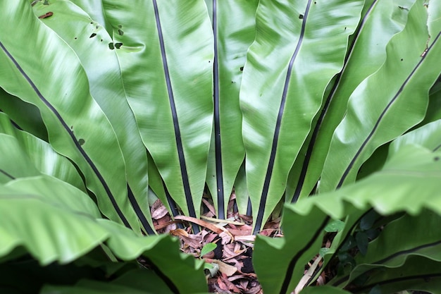 Close-up of green leaves on plant