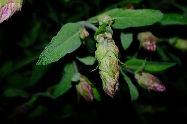 植物 の 緑 の 葉 を 近く から 見る