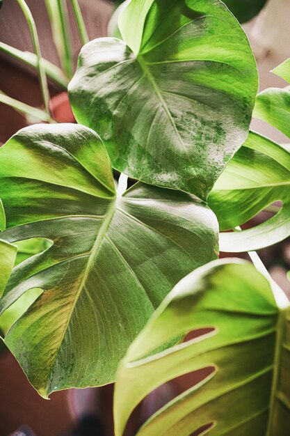 Photo close-up of green leaves on plant