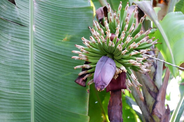 Close-up of green leaves on plant