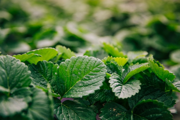 Foto primo piano della pianta delle foglie verdi