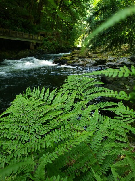 Foto close-up di foglie verdi su un fiume nella foresta