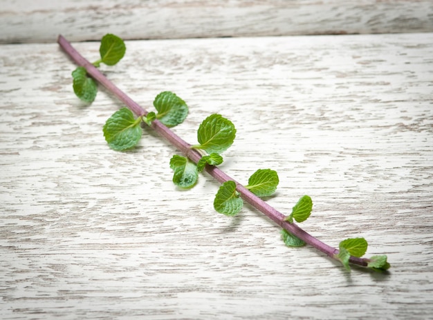 Close-up of green leaves on table