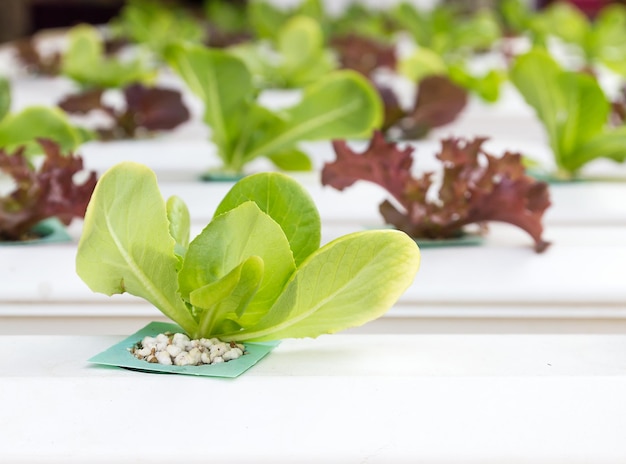 Close-up of green leaves on table