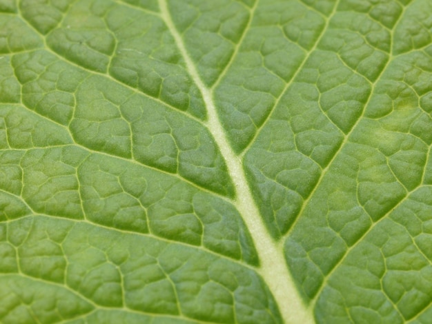 Close-up di foglie verdi texture