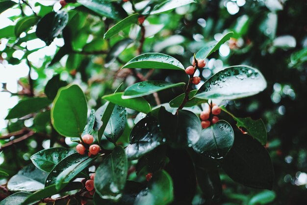 Close-up of green leaves on tree