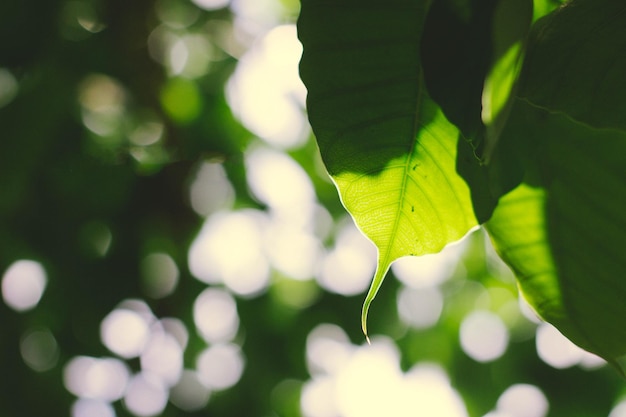 Photo close-up of green leaves on tree