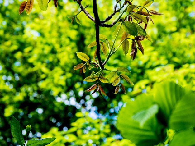 Photo close-up of green leaves on tree