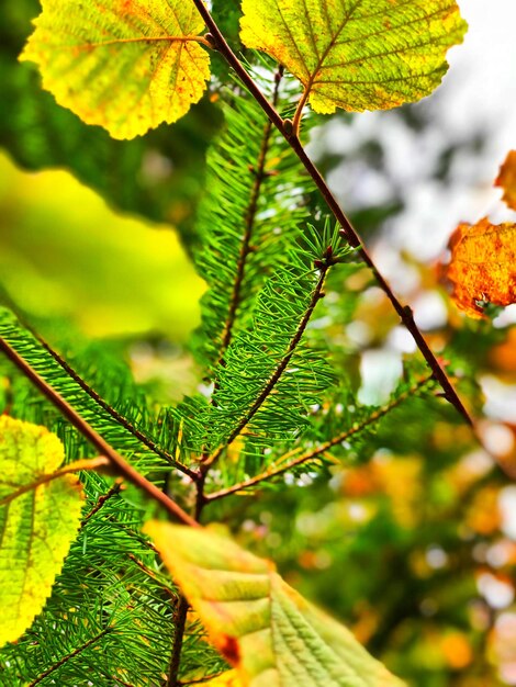 Close-up of green leaves on tree