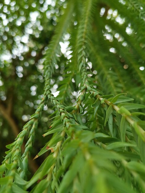 Close-up of green leaves on tree