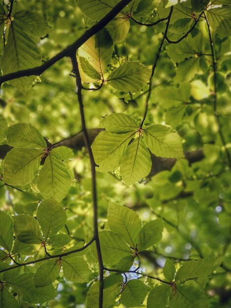 Close-up of green leaves on tree