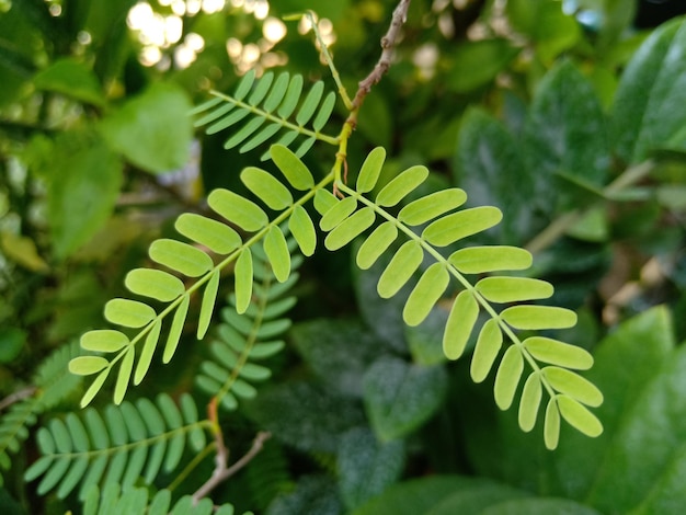 Photo close-up of green leaves on tree