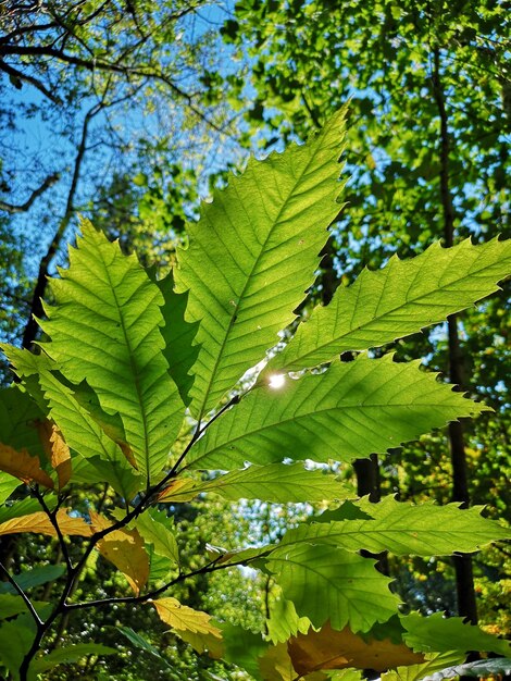 Foto prossimo piano delle foglie verdi sull'albero