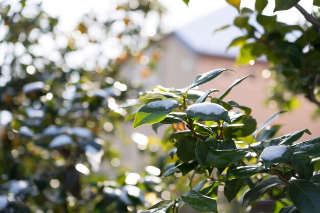 Close-up of green leaves on tree