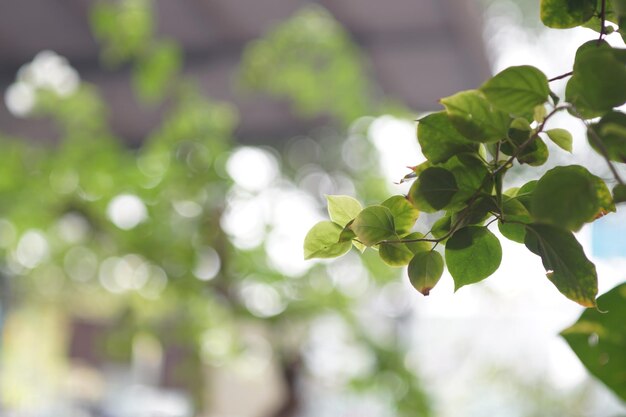 Close-up of green leaves on tree