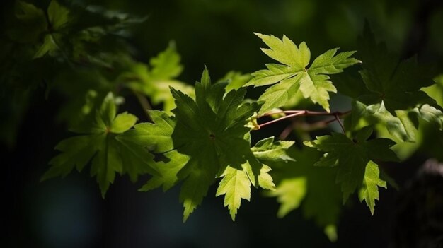 A close up of green leaves on a tree