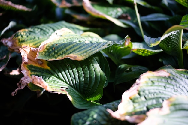 Close-up of  green leaves turning brown