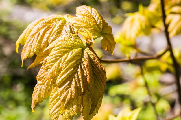 Photo close-up of green leaves on twig