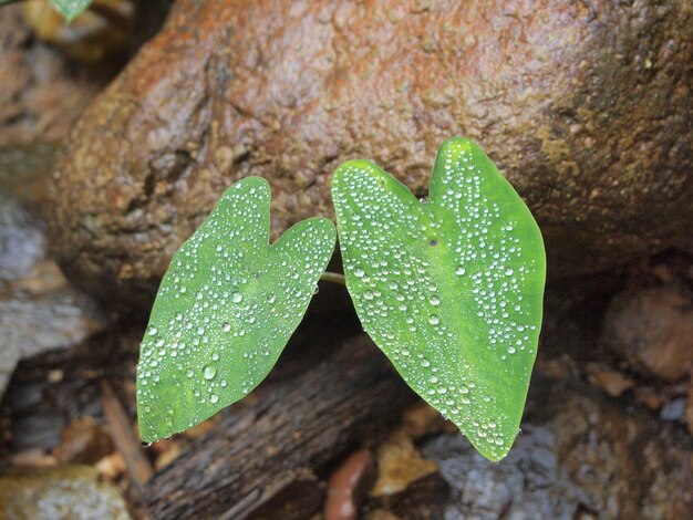 Foto close-up di foglie verdi su terreno umido