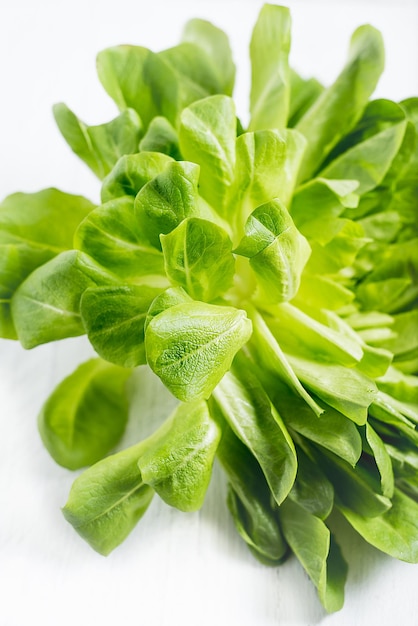 Photo close-up of green leaves on white background