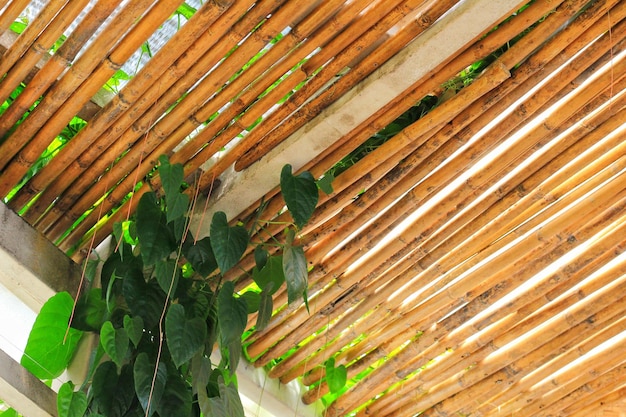 Photo close-up of green leaves on wood