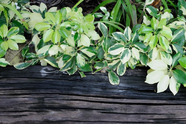 Close-up of green leaves on wooden wall