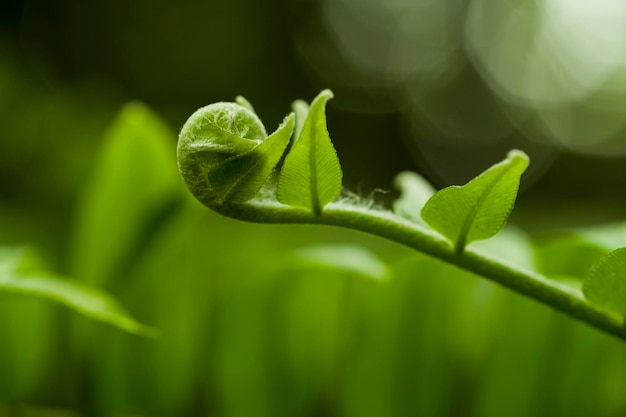 Close-up of green leaves