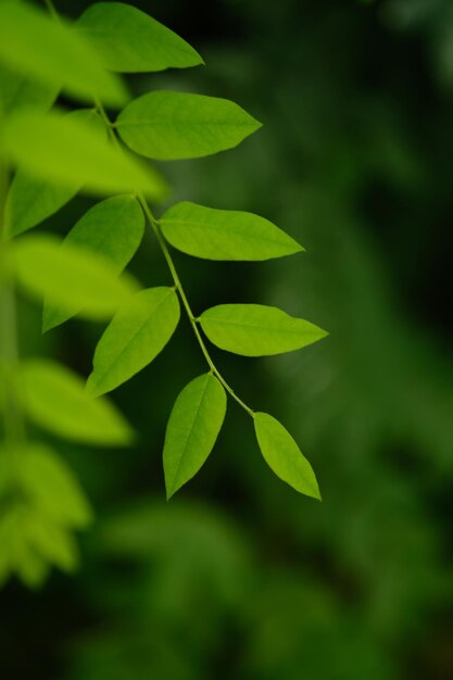 Photo close-up of green leaves