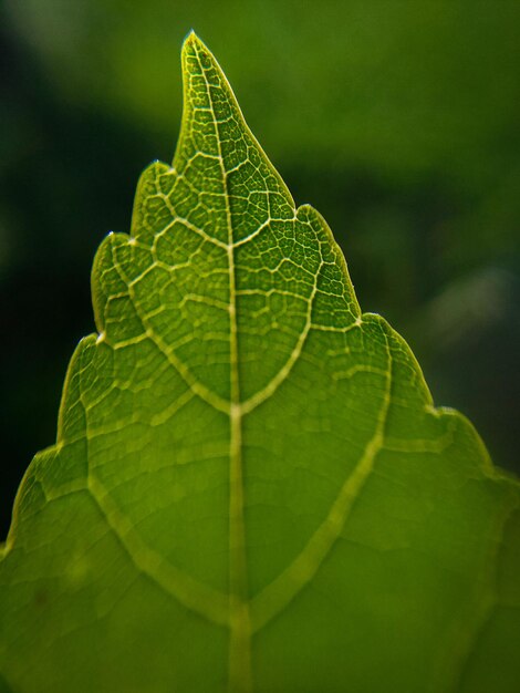 Photo close-up of green leaves