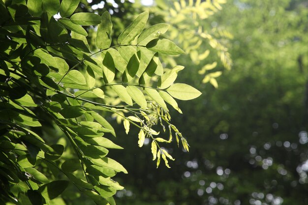 Photo close-up of green leaves