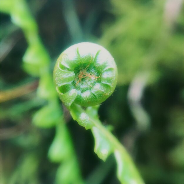 Close-up of green leaves