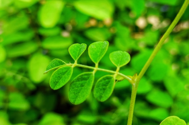 Close-up of green leaves