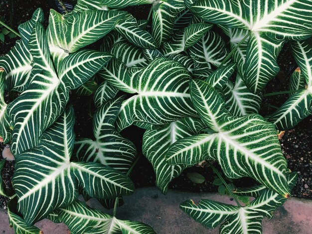 Photo close-up of green leaves