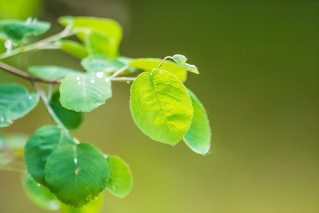 Close-up of green leaves