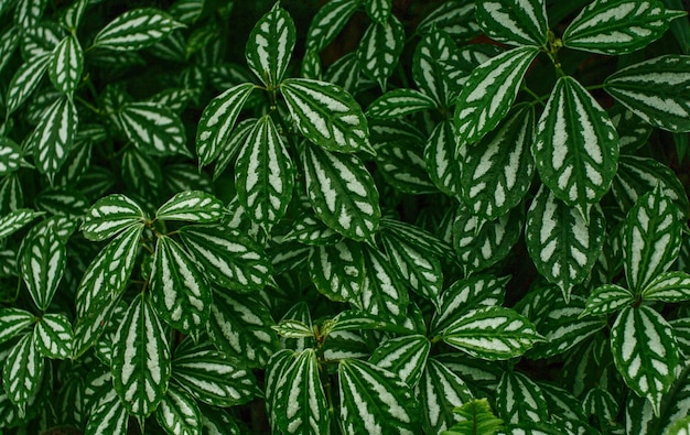 Close-up of green leaves