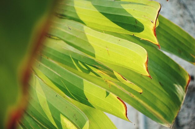 Close-up of green leaves