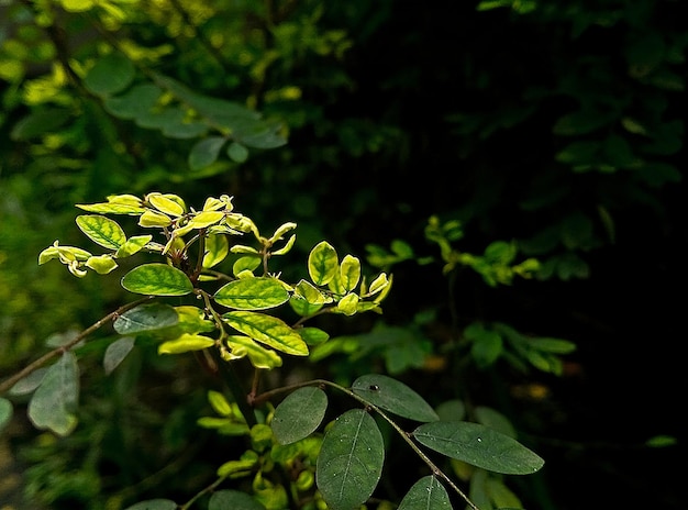 Photo close-up of green leaves