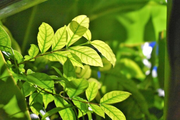 Close-up of green leaves