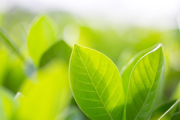 Close-up of green leaves