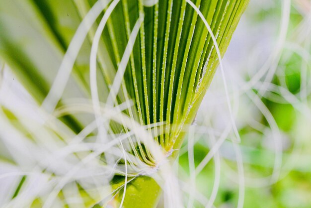 Photo close-up of green leaves