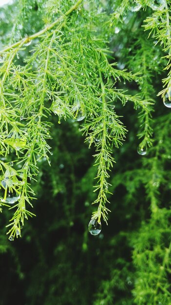 Foto prossimo piano delle foglie verdi