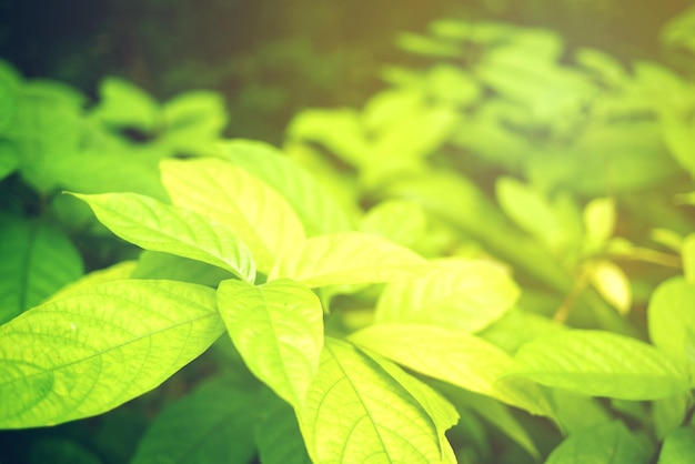 Close-up of green leaves